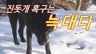 진돗개 흑구는 늑대다 / The Black Jindo dog is a wolf.