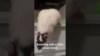 Helping an old Lady escape from prison.