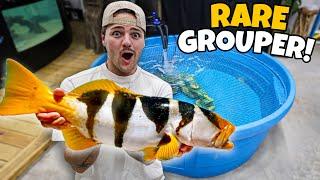 Buying SUPER RARE FISH for My SALTWATER POND!!