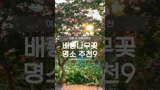 배롱나무꽃 이 아름다운 전통고택 베스트 #백일홍 #명옥헌 #가실성당 #하목정