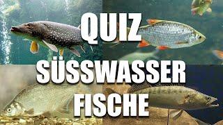 Süßwasserfische Quiz | Fische erraten