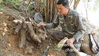 Diary of finding tubers for sell and cooking. Green forest life (ep256)