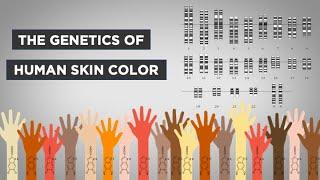 Evo-Ed: The Genetics of Human Skin Color