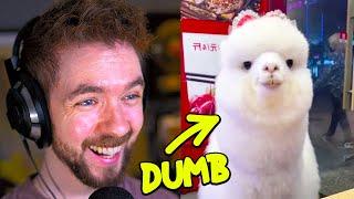 The Internet's Dumbest Animals