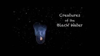 Mike Bartick - Blackwater Diving: Exploring the Night Sea