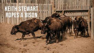 Cowboy Keith Stewart Ropes Buffalo!