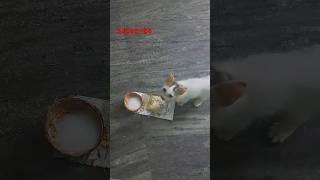Poochakuttiyude morning food#subscribe #achus crafts#food #shortvideo #viralvideo#short#shorts