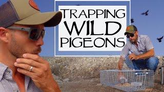 Trapping Wild Pigeons And Training Homing Pigeons