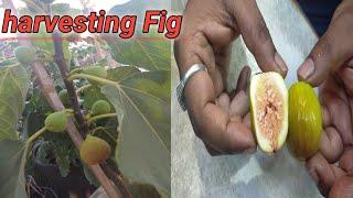 How to grow fig plant at home || care & tips || anjeer plant || telugu || Terrace garden || ongole |