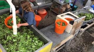 Washing salad greens- the fast way!