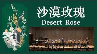 Desert Rose《沙漠玫瑰》：武藤理恵 曲｜Taiwan Mandolin Ensemble｜指揮：曾煒昕、臺灣曼陀林樂團