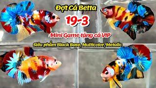 Đợt Cá Betta 19-3 Black Base, Multicolor Yellow Base, Metalic, Red FC hàng tuyển chọn làm giống !