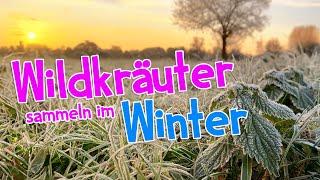 Wildkräuter sammeln im Winter ️ So viel kannst du jetzt noch sammeln #wildkräuter #winter #garten