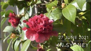 How to Grow Camellias from Cuttings in winter /  Camellia propagation/ my bucket and cone method