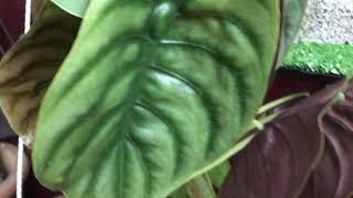 Alocasia Cuprae #rareplants #alocasia