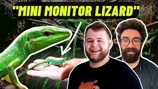 The Best Pet Lizard Species- Takydromus