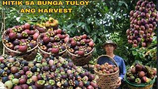 WALANG TIGIL ANG HINOG NG MANGOSTEEN TULOY PADIN ANG PITAS NATIN