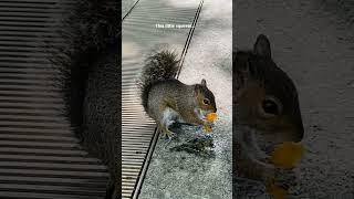 Took My Breathe Away#animals#life#living#zoology#squirrel#eating#montessori#care#sense#feel#vibes#ki