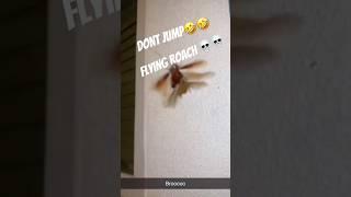 Flying Cockroach attack #cockroach #shorts#funny#dontjump