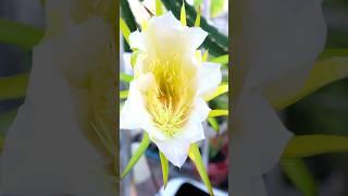 Dragon fruit flower blooming  #gardening#blooming #v87garden