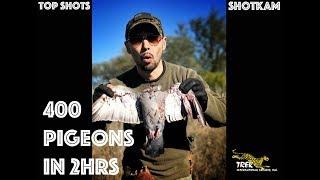 400 pigeons in 2 hrs with the ShotKam