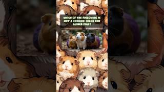 Only high IQ can answer these #guineapig #quiz