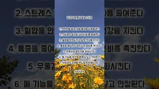 건강한 웃음의 효능  섭취법 #명언 #좋은글 #인생조언 #삶의지혜 #건강 #공감글귀