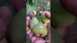 Ruellia Bio Innovations: Double Colour water apple: visit us: www.ruelliabioinnovations.com