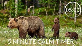 Countdown Timer 5 Minutes With Relaxing Music For Concentration ⏲  Bears  5 minute timer calm music