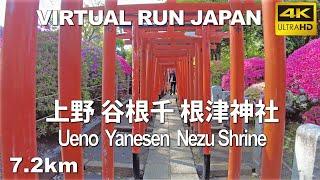 Virtual Run Tokyo | 上野 谷根千 根津神社 Ueno Yanesen Nezu Shrine,Japan 7.2km バーチャルラン  treadmill