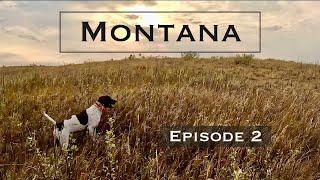 Montana Opener! part 2 Birds, Birds, Birds!