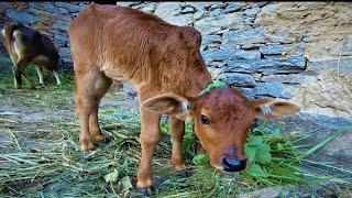 Rural life in uttarakhand india |documentary part 2