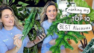 Top 10 INCREDIBLE Alocasia  Ranking My Alocasias From Worst to BEST!