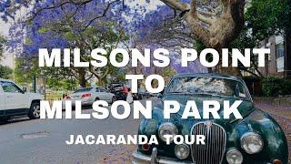 Jacaranda Sydney / Milsons point station to Milson Park #sydney #walking #jacaranda