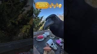 crow causing chaos for pine nuts #crow