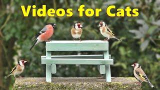 Videos for Cats to Watch : Bird Table Picnic ⭐ Cat TV 8 HOURS ⭐