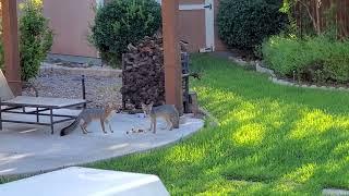 foxes feast in the backyard.  wounded let looking good