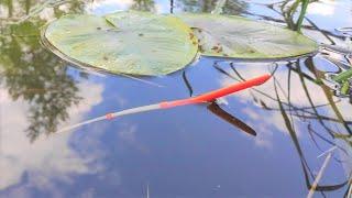 A LARGE FISH IN WATER LILIES DROWNS A FLOAT!! Crucian Carp fishing in May