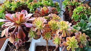 AEONIUM SUKULENT BAKIMI SUKULENTLERDE GÜNEŞ YANIKLARI /GELİŞİM MEVSİMİ