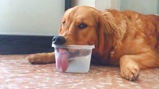 These Funniest Golden Retrievers will have you in Stitches!  Funny dog videos 2024