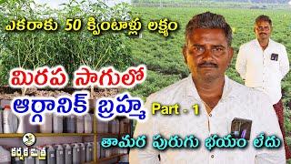 ఆర్గానిక్ మిరప సాగుతో విజయభేరి || Organic Chilli Crop Cultivation - Part-1 || Karshaka Mitra