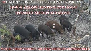 12 Hog Compilation bow  arrow perfect shot compilation perfect shot placement