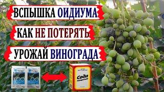  Внимание! Вспышка ОИДИУМА на винограде. Как оидиум отличить от милдью?  ПИЩЕВАЯ СОДА в помощь?.