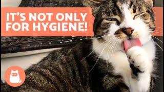 Why Do CATS REALLY LICK THEMSELVES?  (3 Reasons)