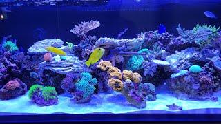 Innovative Marine EXT 200 Saltwater Mixed Reef Aquarium August 2023 Update and Review