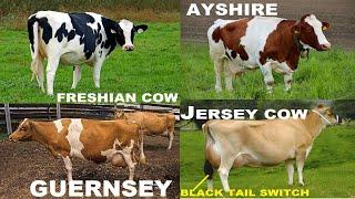 TOP 4  DAIRY CATTLE