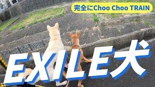 猟犬見習いシノブとブッチャーが同時にEXILEのような動きをして驚愕！w