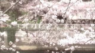 [HD] cherry blossoms in full bloom @ Meguro river Hi-definiition