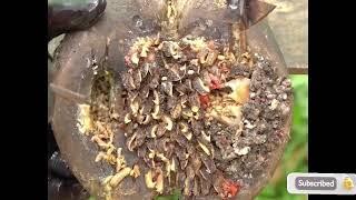 Hoof Cleaning Infection ASMR #hoofcare #satisfying #hooftrimming #infection #cow