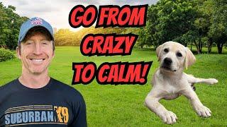 How To Calm Down a Crazy Puppy With Heel, Sit and Stay!